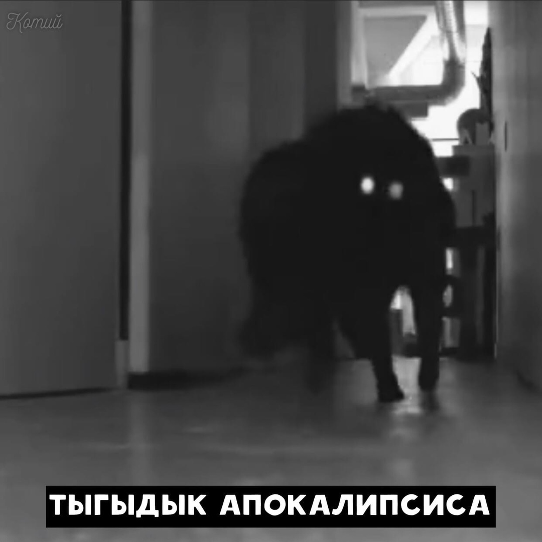 Тыгдык коты