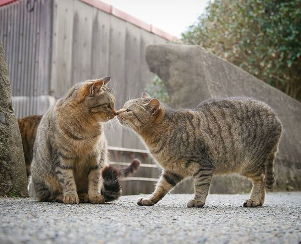 Уличные коты самые искренние! )