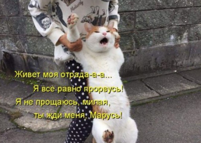 Новая котоматрица