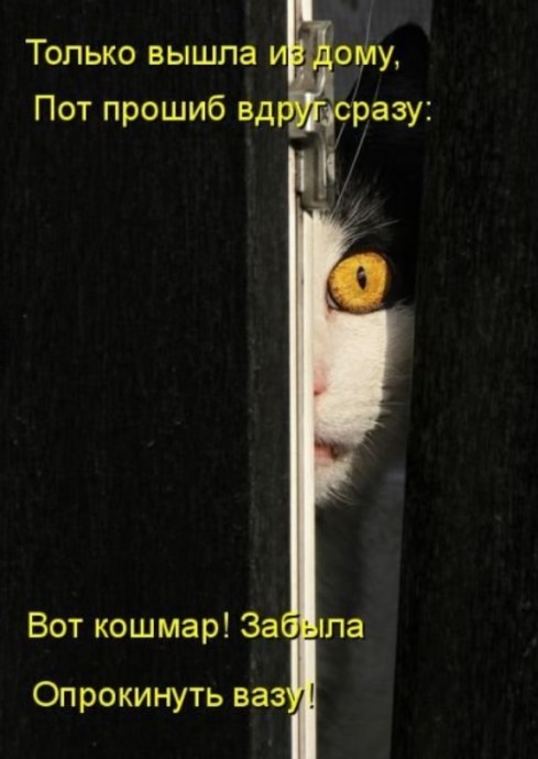 Котоматрицы новые для всех