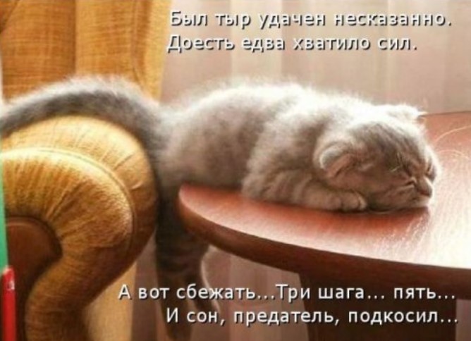 Новая котоматрица для всех