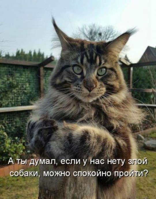 Смешная котоматрица