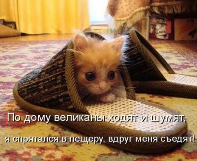 Котоматрица для всех