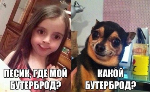 Забавные фотоприколы