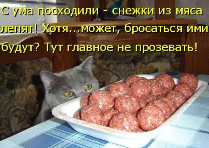 Новая котоматрица