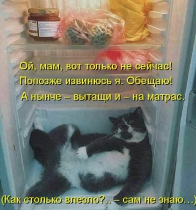 Свежая котоматрица