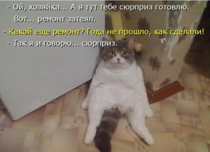 Свежая порция котоматрицы