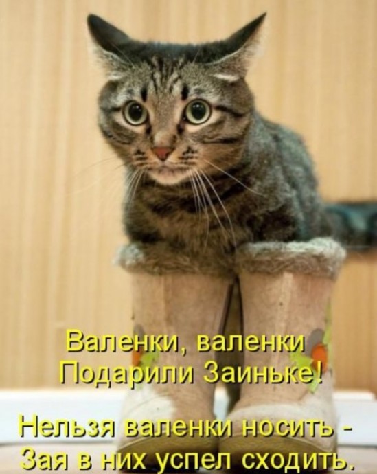 Котоматрица для всех