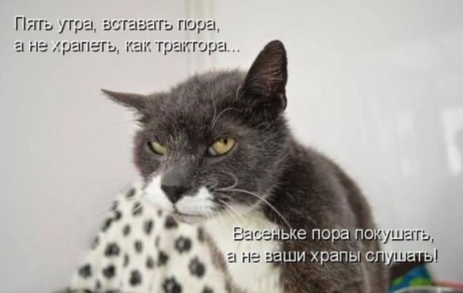 Новая котоматрица для всех