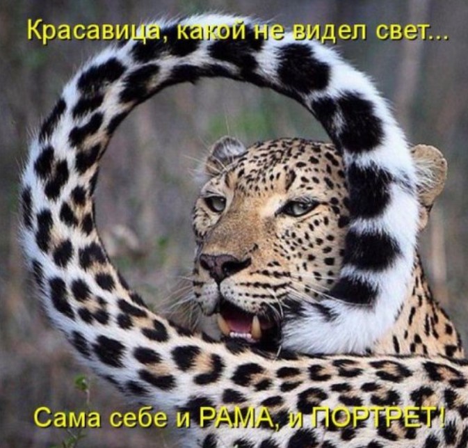 Забавная котоматрица