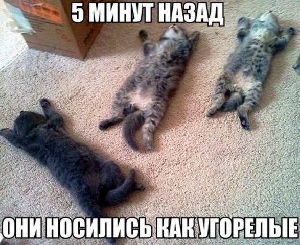 Очень забавные коты