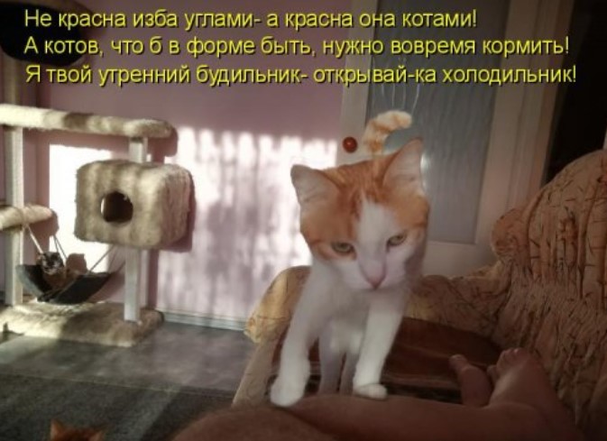 Забавная котоматрица