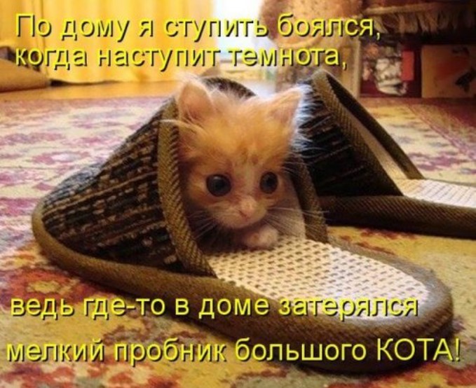 Смешная котоматрица