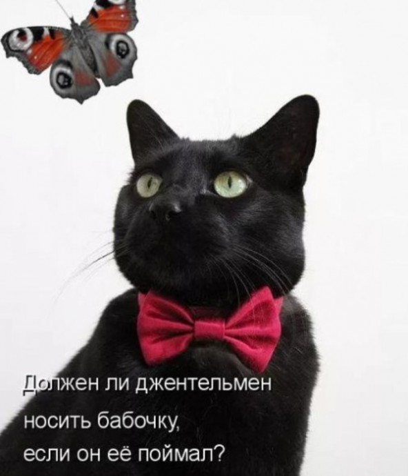 Новая котоматрица для всех