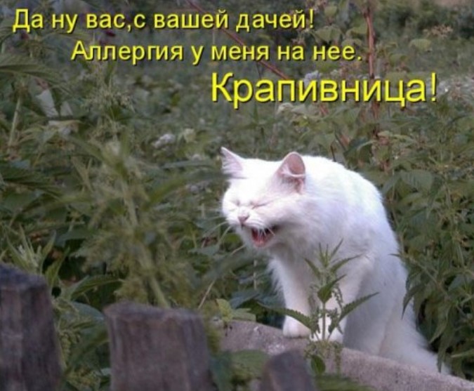 Свежая котоматрица