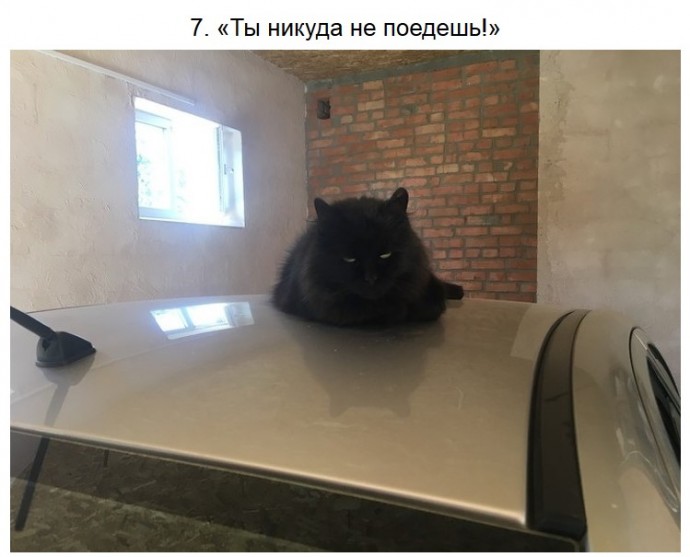 Суровые котики