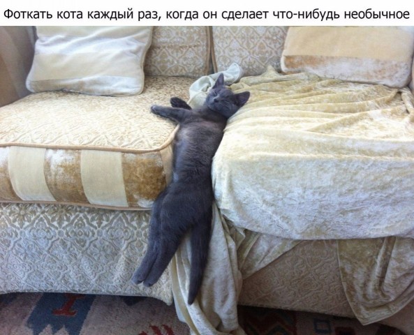 Нeсколько вeщей, которыe дeлают все котовладeльцы