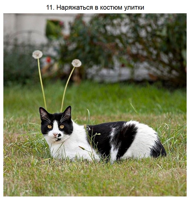 Котикам можно все