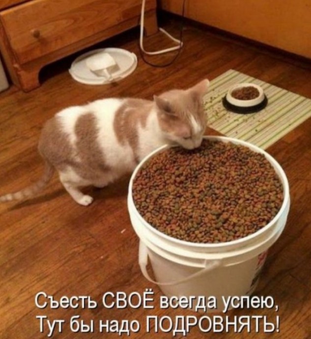 Смешная котоматрица