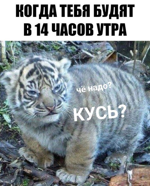 Свежие прикольные фотомемы