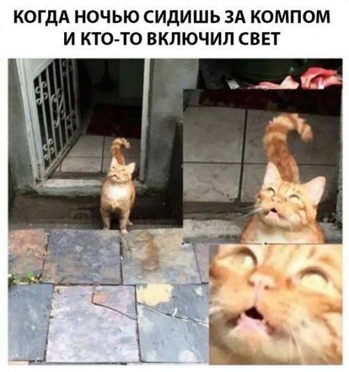 Новые прикольные фотомемы