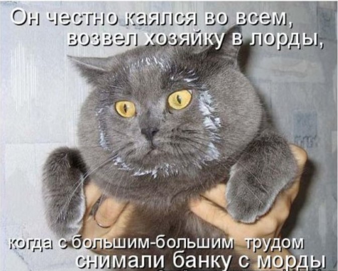 Смешная котоматрица