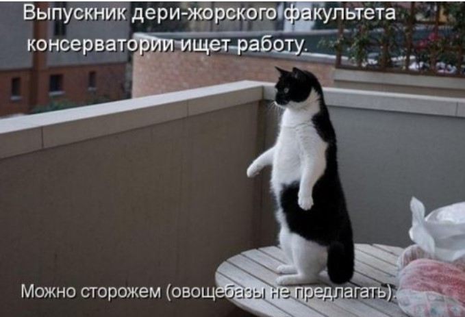 Свежая порция котоматрицы