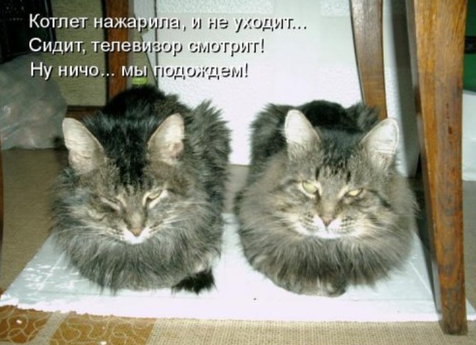 Забавная котоматрица