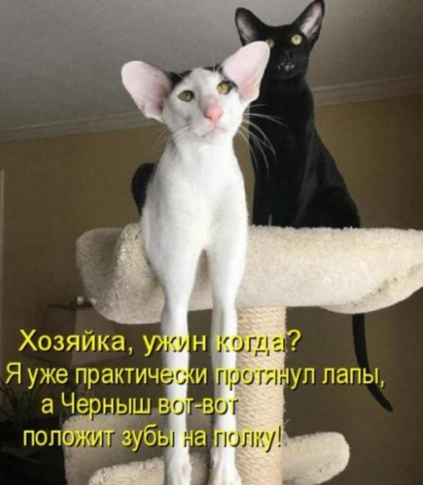 Новая забавная котоматрица