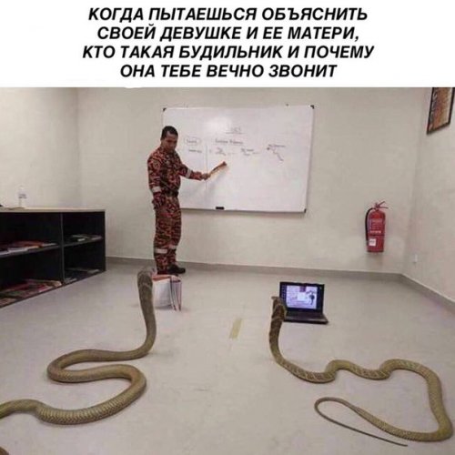 Прикольные фотомемы