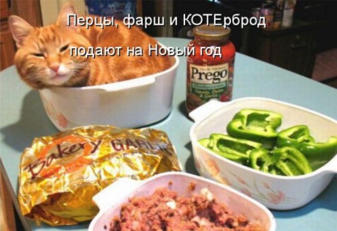 Новая котоматрица для хорошего настроения