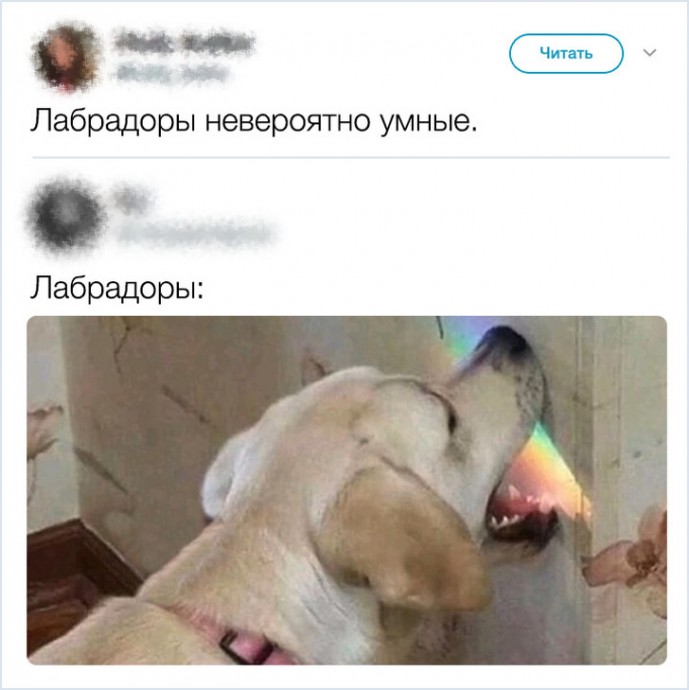 Забавные твиты