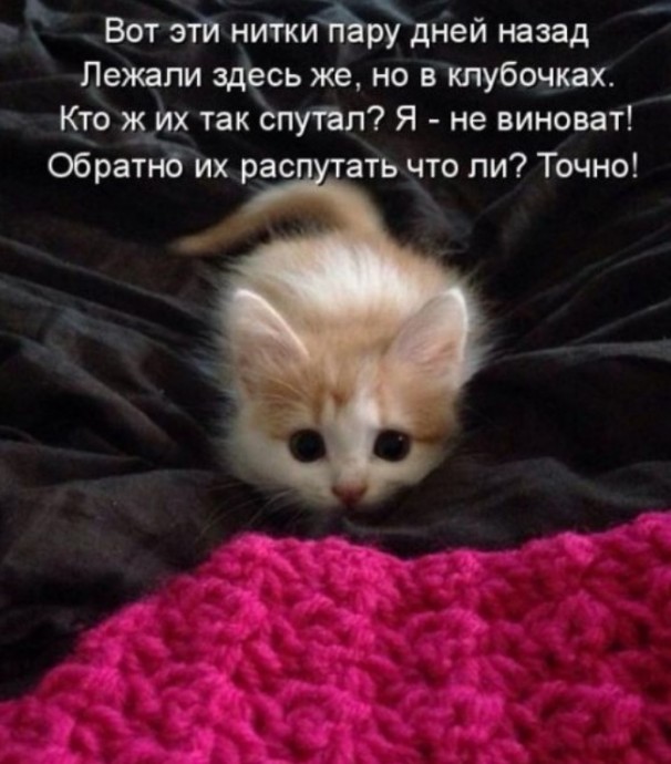 Котоматрицы новые для всех