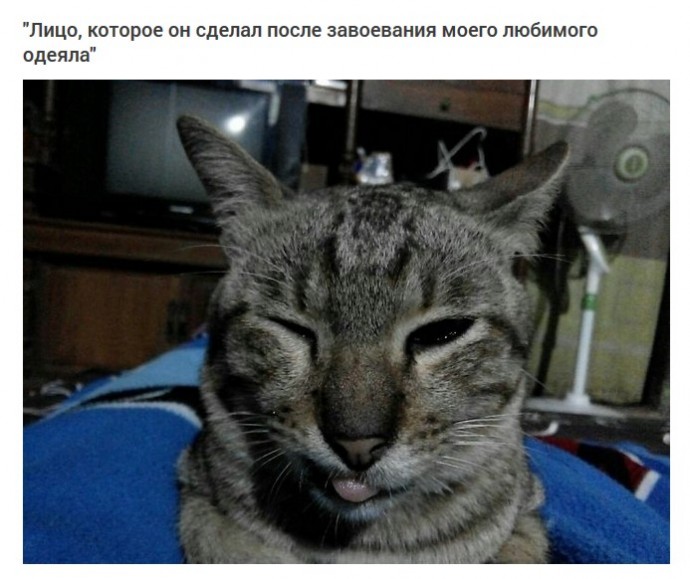 Странные выходки кошек