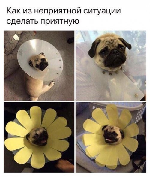 Смешные фотомемы