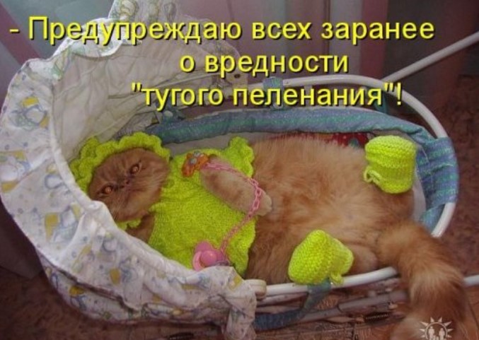 Новая котоматрица для всех