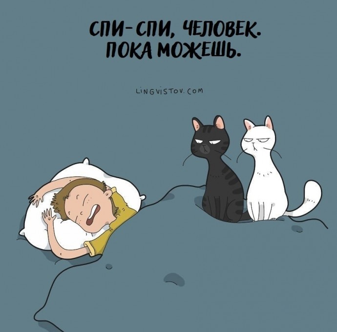 O жизни с котиком