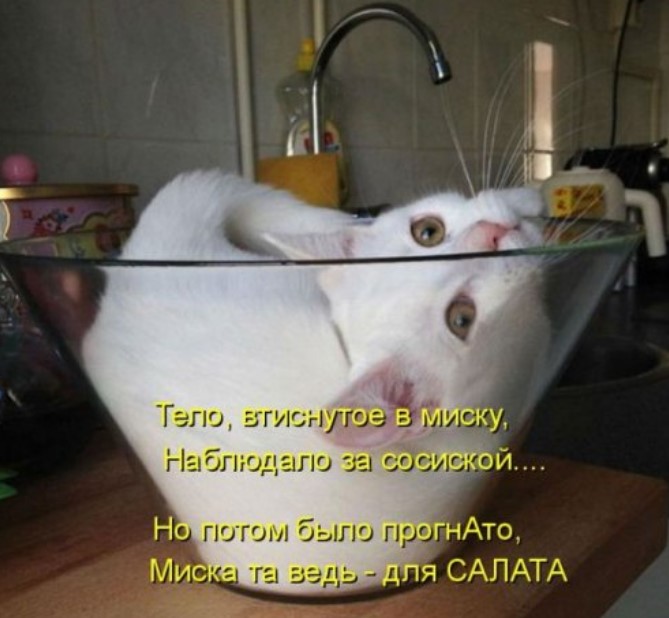 Котоматрица смеха ради