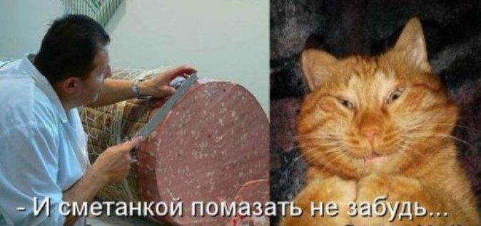 Свежая котоматрица