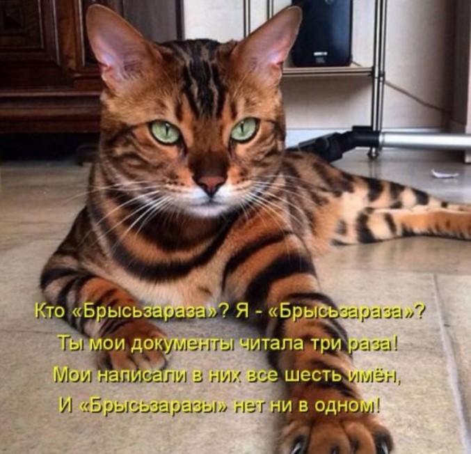 Смешная котоматрица