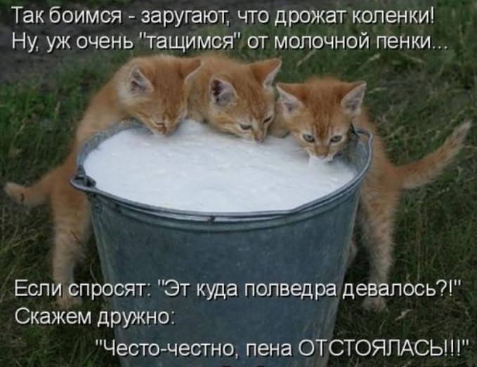 Забавная котоматрица