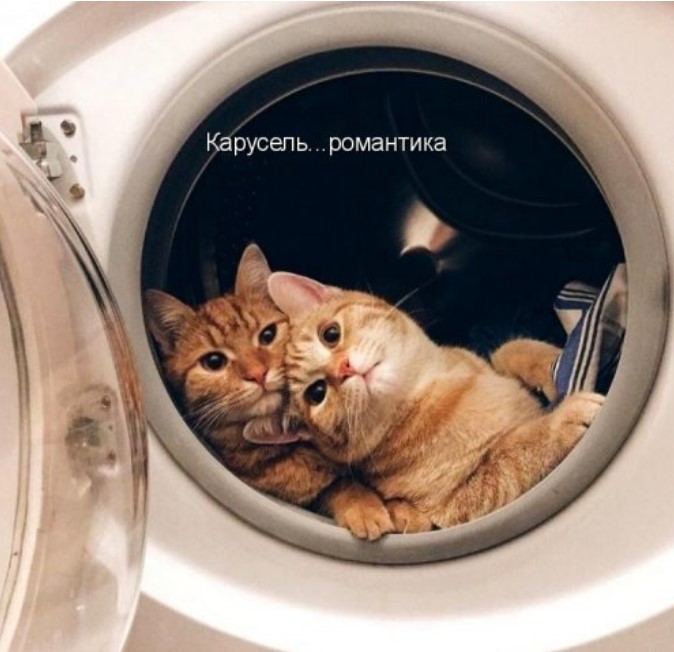 Новая котоматрица