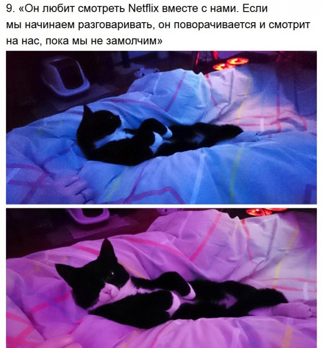 Суровые котики