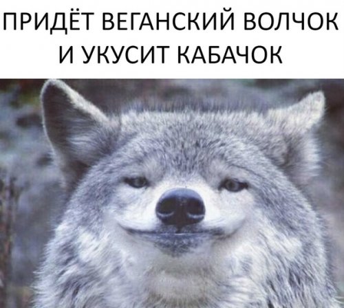 Забавные фотомемы