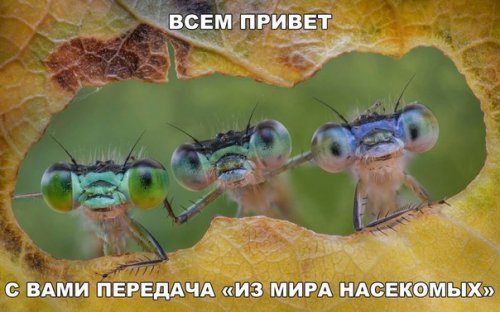 Фотомемы для отличного настроения