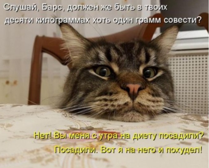 Новая котоматрица для всех