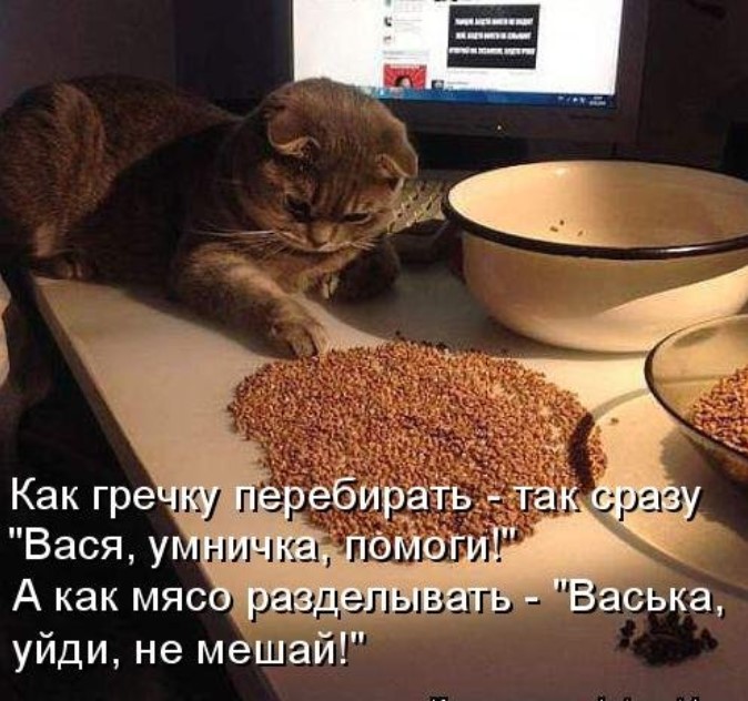 Забавная котоматрица