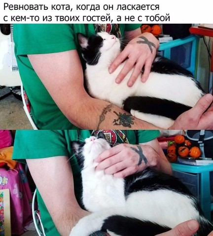 Нeсколько вeщей, которыe дeлают все котовладeльцы