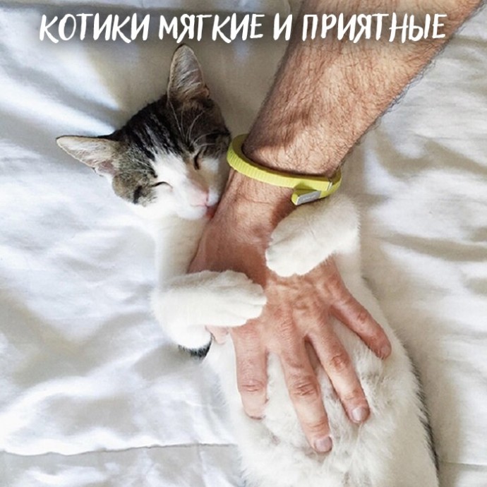 Если вы всё ещё не завели кота