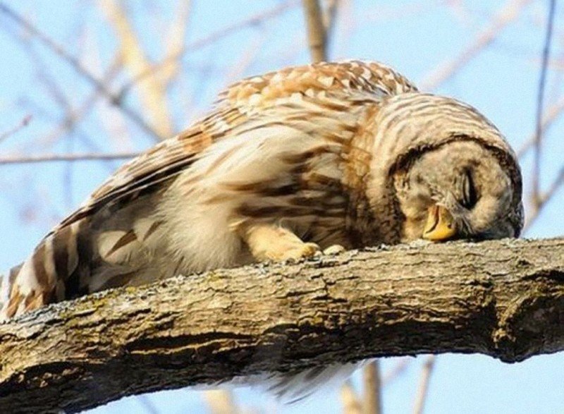 Как спят совята фото
